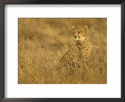 Young Cheetah (Acinonyx Jubatus) Sitting In Grass With Golden Light by Roy Toft Pricing Limited Edition Print image