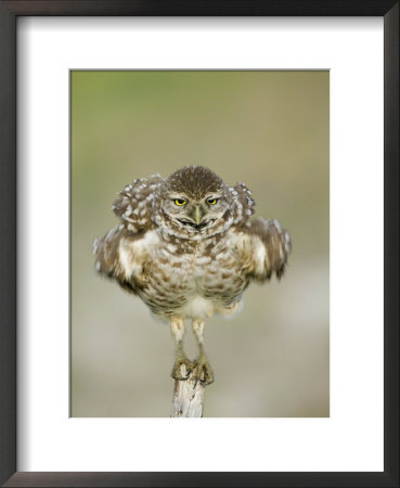 Close-Up Of Burrowing Owl Shaking Its Feathers On Fence Post, Cape Coral, Florida, Usa by Ellen Anon Pricing Limited Edition Print image
