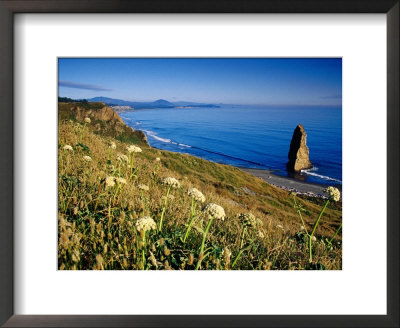 Cow Parsnip Flowering On Cape Blanco Coast, Port Orford, Oregon by Richard Cummins Pricing Limited Edition Print image