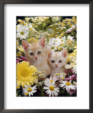 Domestic Cat, Two Cream Kittens Among Dasies And Feverfew by Jane Burton Pricing Limited Edition Print image