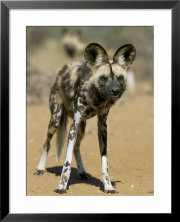 Wild Dog (Lycaon Pictus) In Captivity, Namibia, Africa by Steve & Ann Toon Pricing Limited Edition Print image