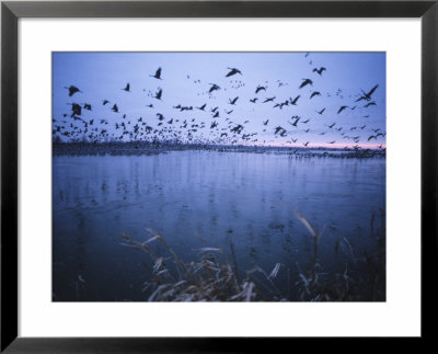 Sandhill Crane Migration, Platte River, Nebraska, Usa by Michael Snell Pricing Limited Edition Print image
