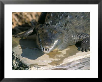 Crocodile, Black River, St. Elizabeth, Jamaica, West Indies, Central America by Sergio Pitamitz Pricing Limited Edition Print image