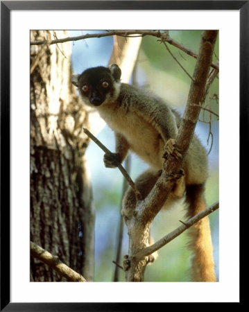 Common Brown Lemur In Tree, Madagascar by Patricio Robles Gil Pricing Limited Edition Print image