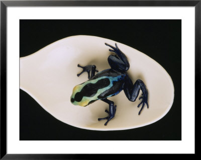 Poison Dart Frog Sits On A Plastic Spoon by O. Louis Mazzatenta Pricing Limited Edition Print image