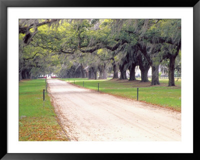 Entryway Lined With Live Oaks And Spanish Moss, Boone Hall Plantation, South Carolina, Usa by Julie Eggers Pricing Limited Edition Print image