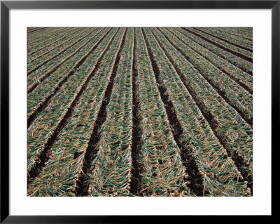 Onion Field In Furano, Japan by Martin Moos Pricing Limited Edition Print image