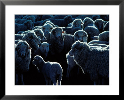 Flock Of Sheep, Australia by Peter Hendrie Pricing Limited Edition Print image