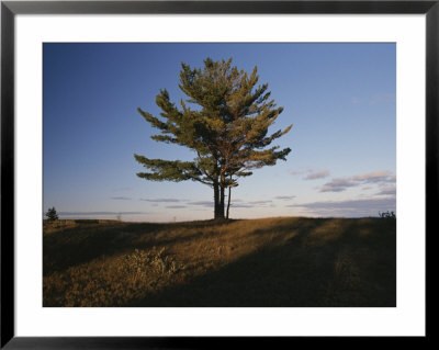 A Tree Stands Alone In The Twilight by Raymond Gehman Pricing Limited Edition Print image