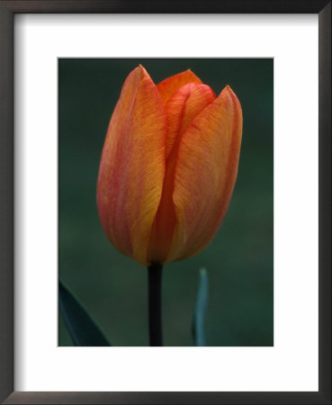 Tulipa, General De Wet (Single Early Tulip) Close-Up Of Flower by Chris Burrows Pricing Limited Edition Print image