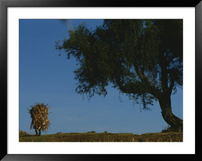 A Peruvian Man Carries A Bundle Of Corn Stalks On His Back by Kenneth Garrett Pricing Limited Edition Print image