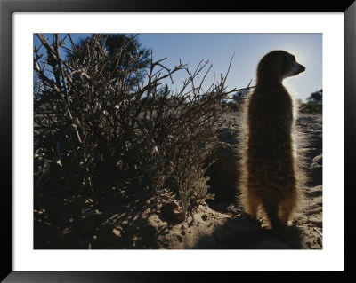 A Meerkat (Suricata Suricatta) Stands Next To Its Burrow by Mattias Klum Pricing Limited Edition Print image
