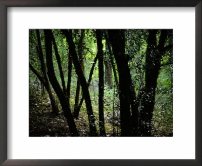 Woodland View by Raymond Gehman Pricing Limited Edition Print image