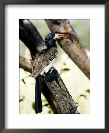 Monteiros Hornbill, Perched On Tree, Namibia by Ariadne Van Zandbergen Pricing Limited Edition Print image