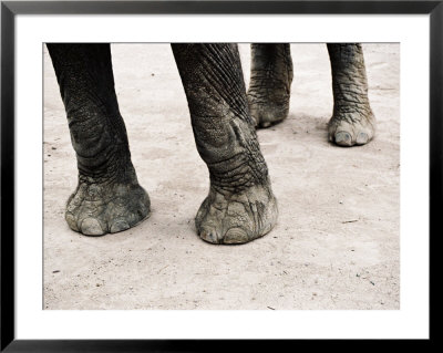 Detail Of Elephants Feet by Dane Holweger Pricing Limited Edition Print image