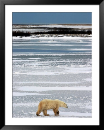 Polar Bear, Ursus Maritimus, Hudson Bay, Churchill by Yvette Cardozo Pricing Limited Edition Print image
