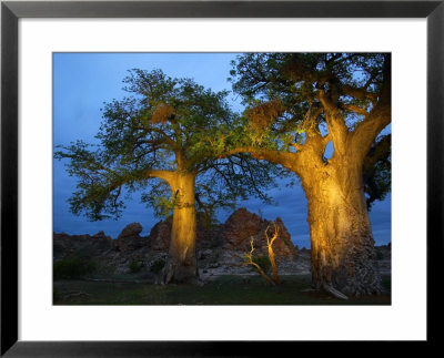 Baobab Trees At Twilight, Tuli Lodge, Botswana by Roger De La Harpe Pricing Limited Edition Print image