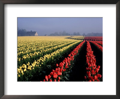 Tulip Field In Fog At Sunrise, Wa by Jim Corwin Pricing Limited Edition Print image