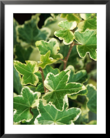 Hedera Helix Clotted Cream (Common Ivy) by Mark Bolton Pricing Limited Edition Print image