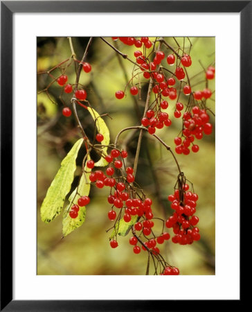Viburnum Opulus, Close-Up Of Red Berries by Mark Bolton Pricing Limited Edition Print image