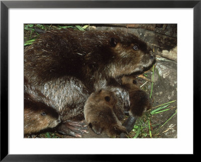Canadian Beaver, Castor Canadensis Female With Young by Mark Hamblin Pricing Limited Edition Print image