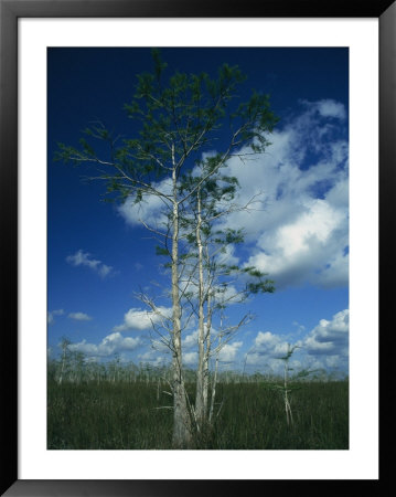 Puffy Clouds Fill A Blue Sky Over Tall Grasses In The Everglades by Klaus Nigge Pricing Limited Edition Print image