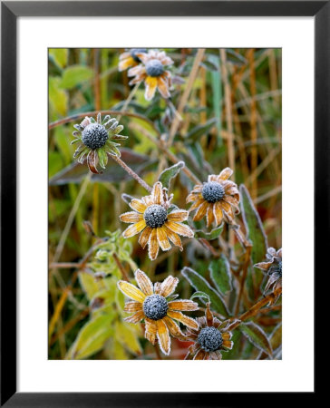 Wildflowers Are Covered With A Coating Of Frost by Phil Schermeister Pricing Limited Edition Print image
