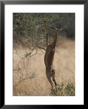 A Gerenuk Stands On Its Hind Legs To Feed From The Top Of A Bush by Roy Toft Pricing Limited Edition Print image