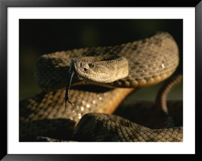 A Close View Of A Coiled Prairie Rattlesnake by Chris Johns Pricing Limited Edition Print image