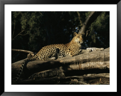 A Leopard, Panthera Pardus, Rests On A Fallen Tree by Beverly Joubert Pricing Limited Edition Print image