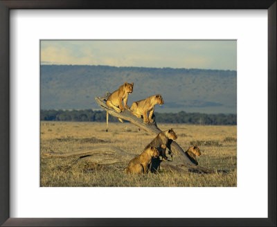 Young African Lions Sit On A Dead Tree by Norbert Rosing Pricing Limited Edition Print image