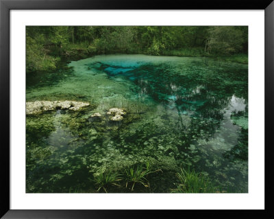 Algae Bloom In A Woodland Pond Or Marsh by Raymond Gehman Pricing Limited Edition Print image