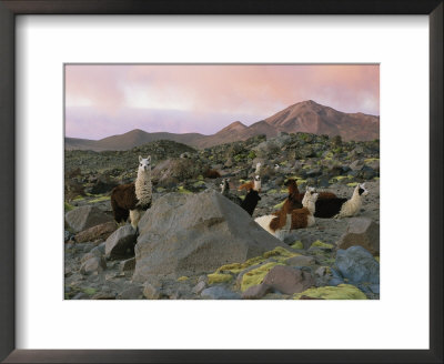 Llamas At Rest In A Rocky Landscape Under A Pink Twilit Haze by Joel Sartore Pricing Limited Edition Print image