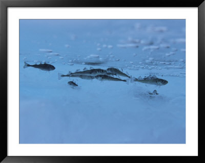 5-Inch Arctic Cod Hide From Predators In Hollows Of Ice Floes by Paul Nicklen Pricing Limited Edition Print image
