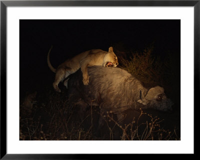 An African Lioness Leaps Onto A Cape Buffalo Bulls Back And Tries To Bite Into His Spine by Beverly Joubert Pricing Limited Edition Print image