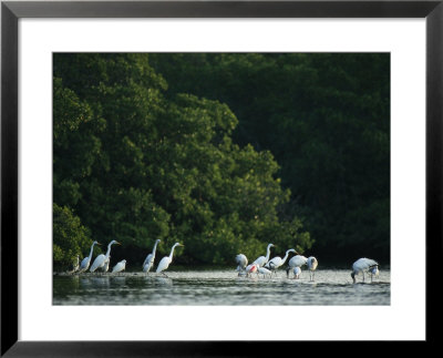 Egrets And Herons Wade In The Water by Klaus Nigge Pricing Limited Edition Print image