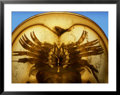 A Close View Of The Underside Of A Horseshoe Crab by Darlyne A. Murawski Pricing Limited Edition Print image