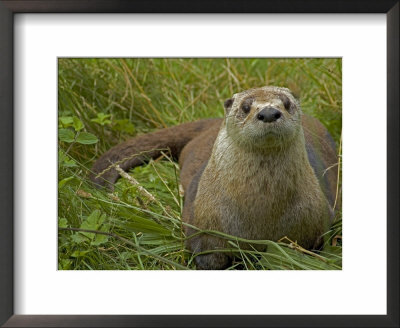 Adult, Female North American River Otter by Nicole Duplaix Pricing Limited Edition Print image
