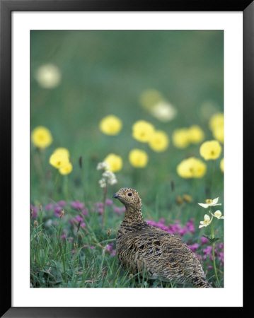 Willow Ptarmigan Female Among Arctic Poppies, Denali National Park, Alaska, Usa by Hugh Rose Pricing Limited Edition Print image