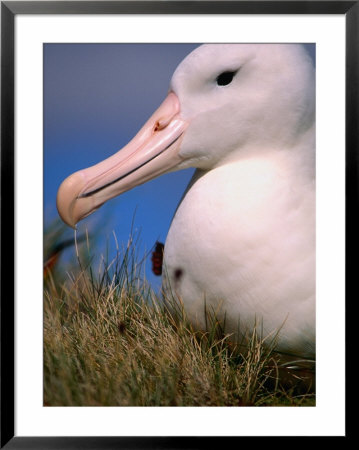 Royal Albatross (Diomedea Epomophora), Campbell Island, Campbell Island, Antarctica by Chester Jonathan Pricing Limited Edition Print image