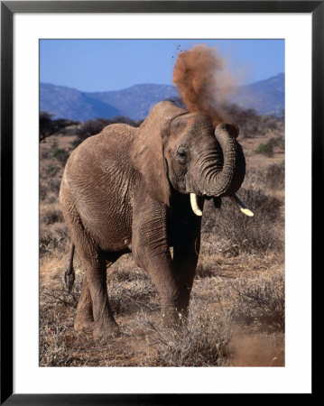 Elephant (Loxodonta Africana) Dust Bathing, Samburu National Reserve, Rift Valley, Kenya by Mitch Reardon Pricing Limited Edition Print image
