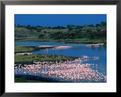 Lesser Flamingo (Phoeniconaias Minor) In Momella Lakes, Arusha National Park, Tanzania by Ariadne Van Zandbergen Pricing Limited Edition Print image
