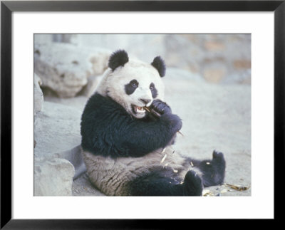 Giant Panda At Peking Zoo During Pres. Nixon's Visit To China by John Dominis Pricing Limited Edition Print image