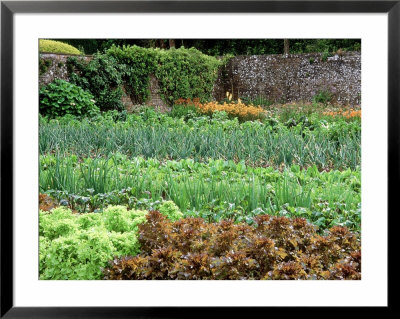 Walled Kitchen Garden, Rows Of Vegetables Forde Abbey, Dorset Late Summer by Mark Bolton Pricing Limited Edition Print image