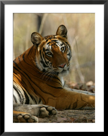 Bengal Tiger, Female Resting, Madhya Pradesh, India by Elliott Neep Pricing Limited Edition Print image