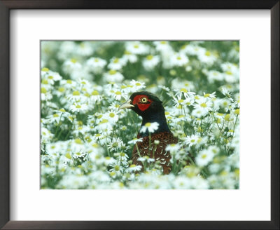 Pheasant, Male In Mayweed, Uk by Mark Hamblin Pricing Limited Edition Print image