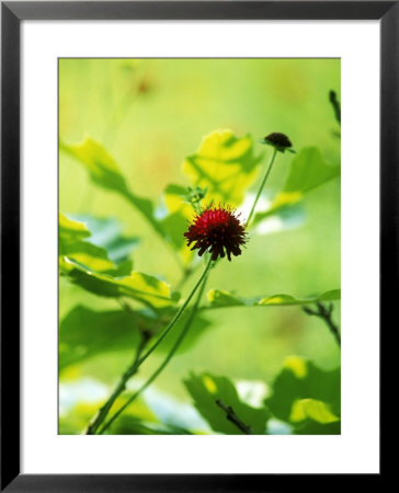 Knautia Macedonica Syn, Scabiosa Rumelica (Scabious), Deep Red Flower Head And Green Leaves by Fiona Mcleod Pricing Limited Edition Print image