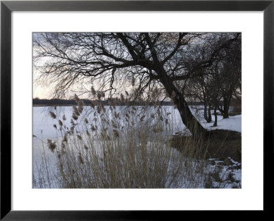 Trees With Snow At Lakeside, Copenhagen, Denmark by Brimberg & Coulson Pricing Limited Edition Print image
