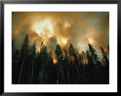 Lodgepole Pines Against A Background Of Fire by Jonathan Blair Pricing Limited Edition Print image