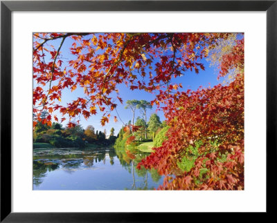 Sheffield Park Garden, The Middle Lake Framed By Scarlet Acer Leaves, Autumn, East Sussex, England by Ruth Tomlinson Pricing Limited Edition Print image